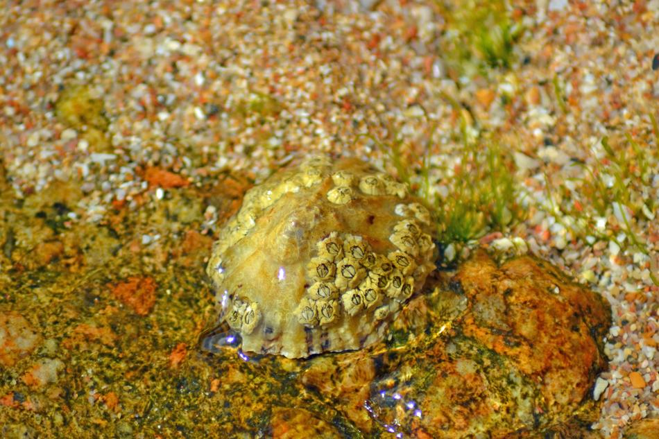 Barnacle Crustacea Anthrapod