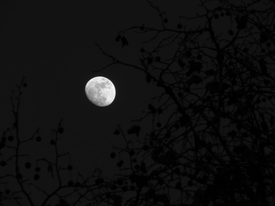 Moon Wood