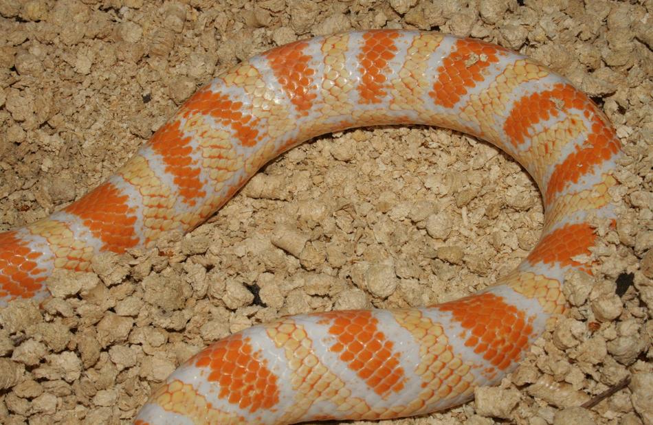 Snake Reptile Jungle Corn