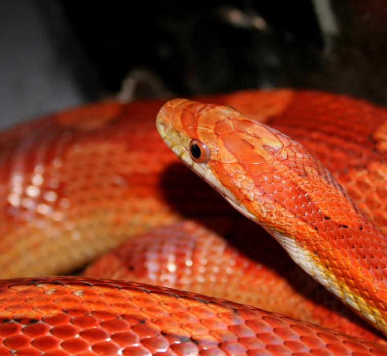 Snake Reptile Jungle Corn free image download