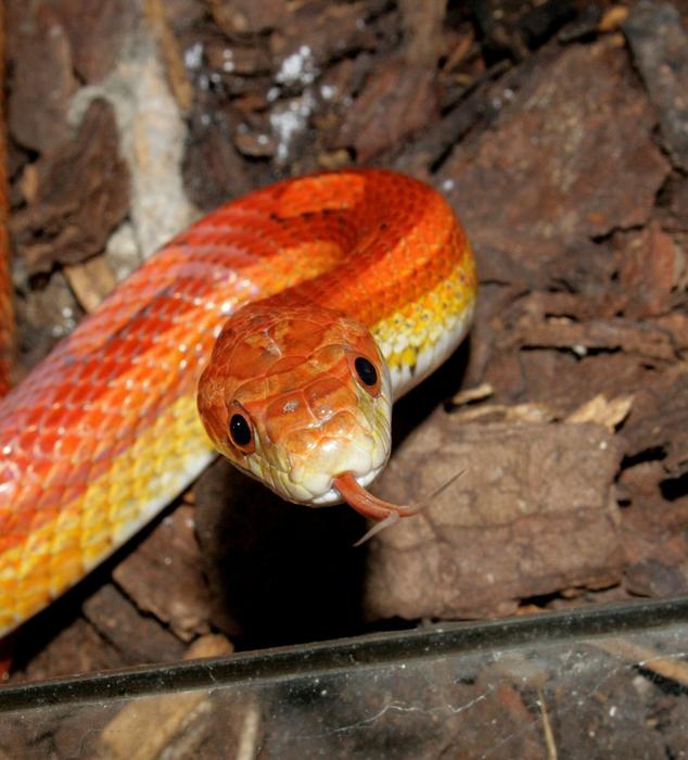 Snake Reptile Jungle Corn