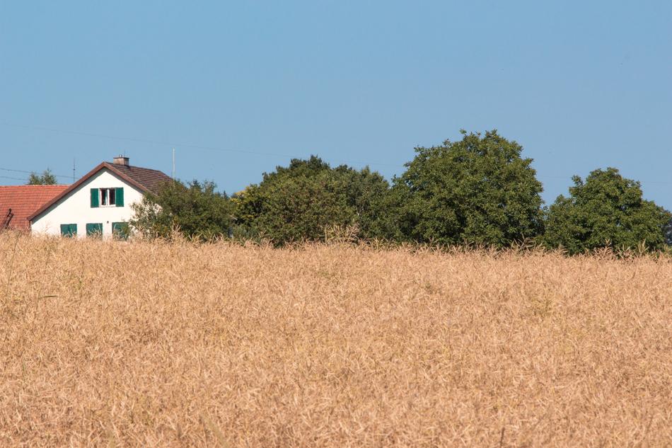 Summer Day Field