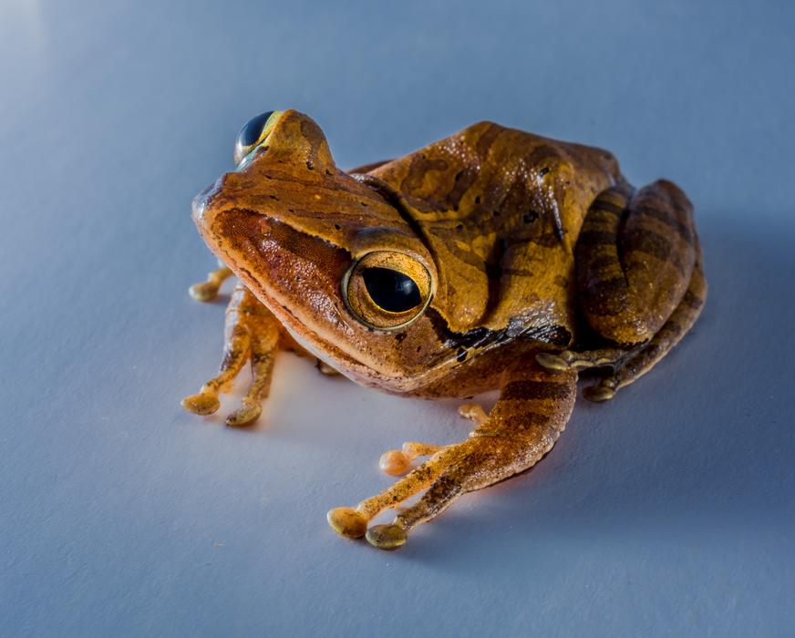 Tree Frog Anuran