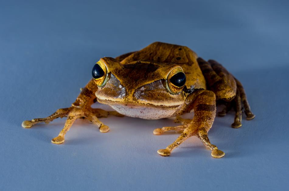 Tree Frog Anuran
