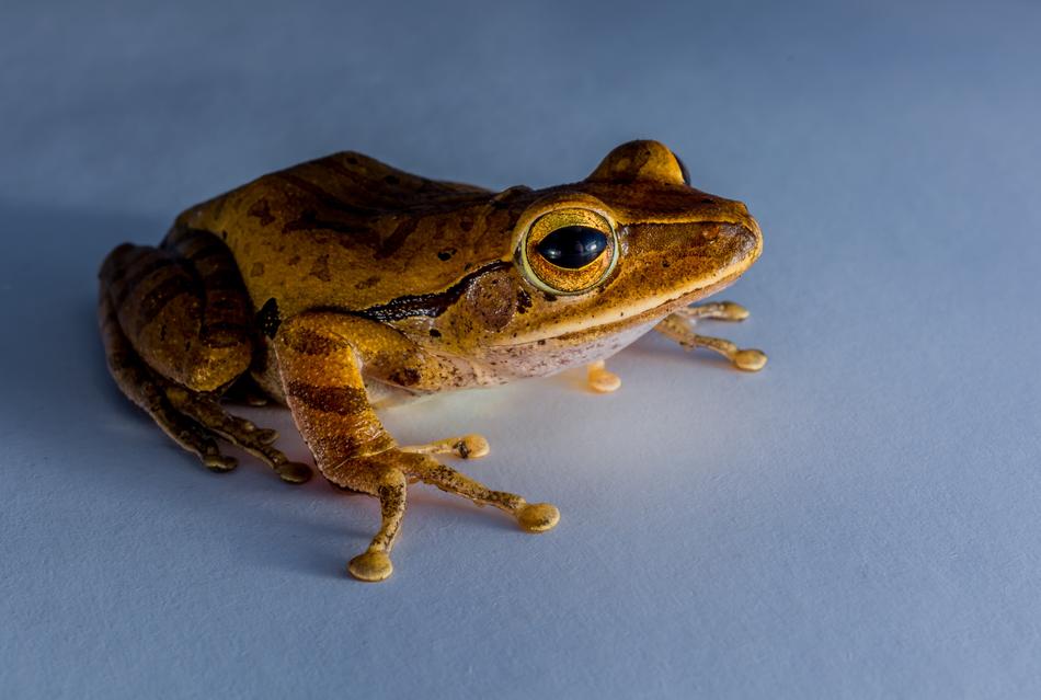 Tree Frog Anuran