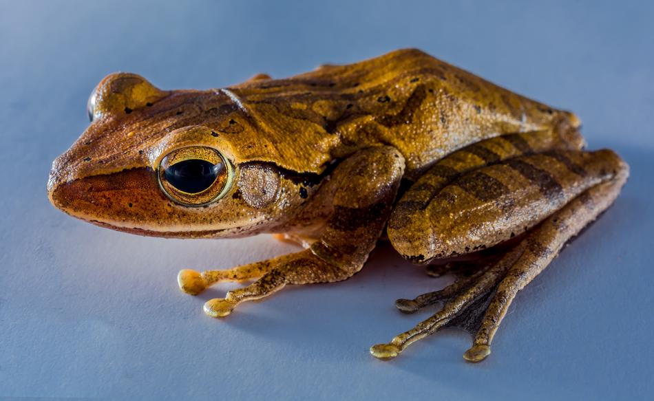 tree frog on blue background