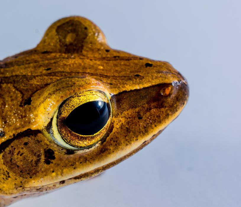 Tree Frog Anuran