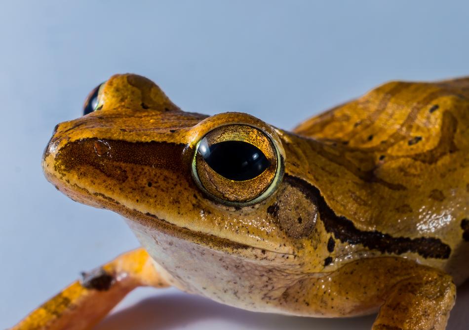 Tree Frog Anuran
