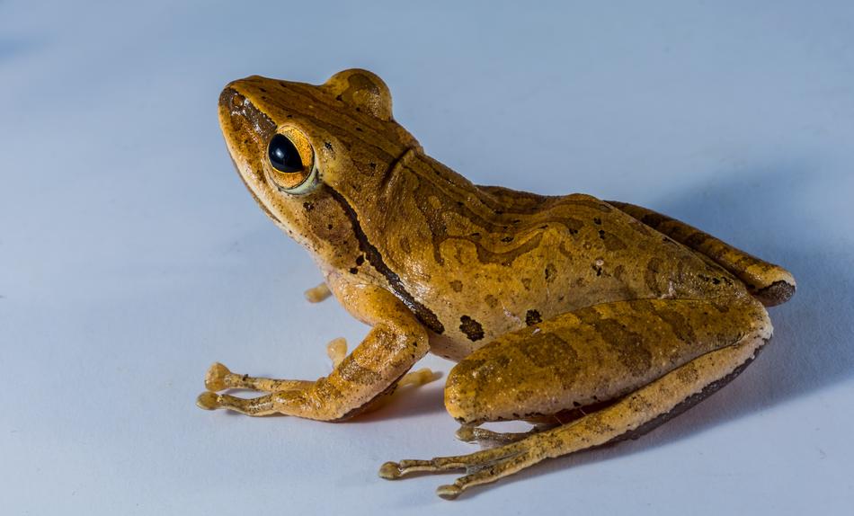 Tree Frog Anuran