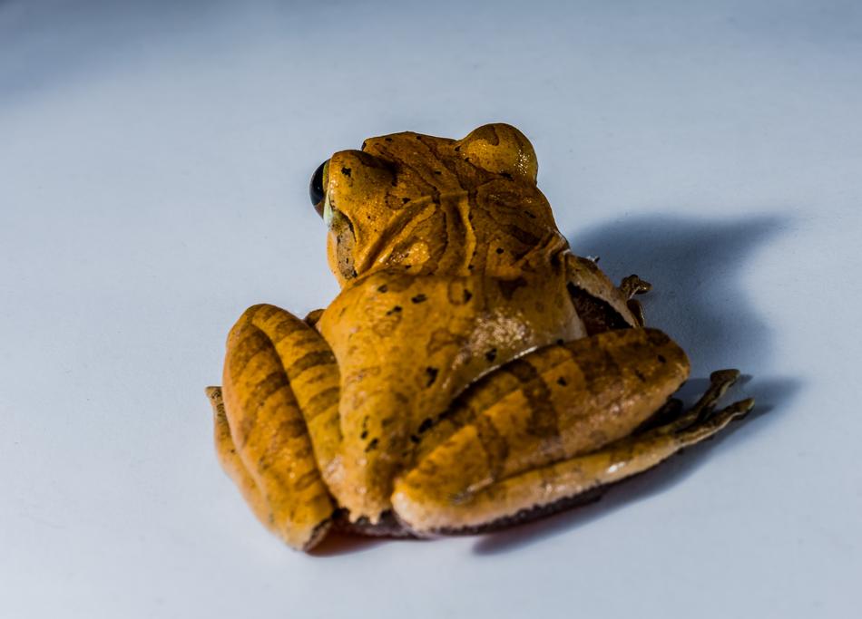 Tree Frog Anuran