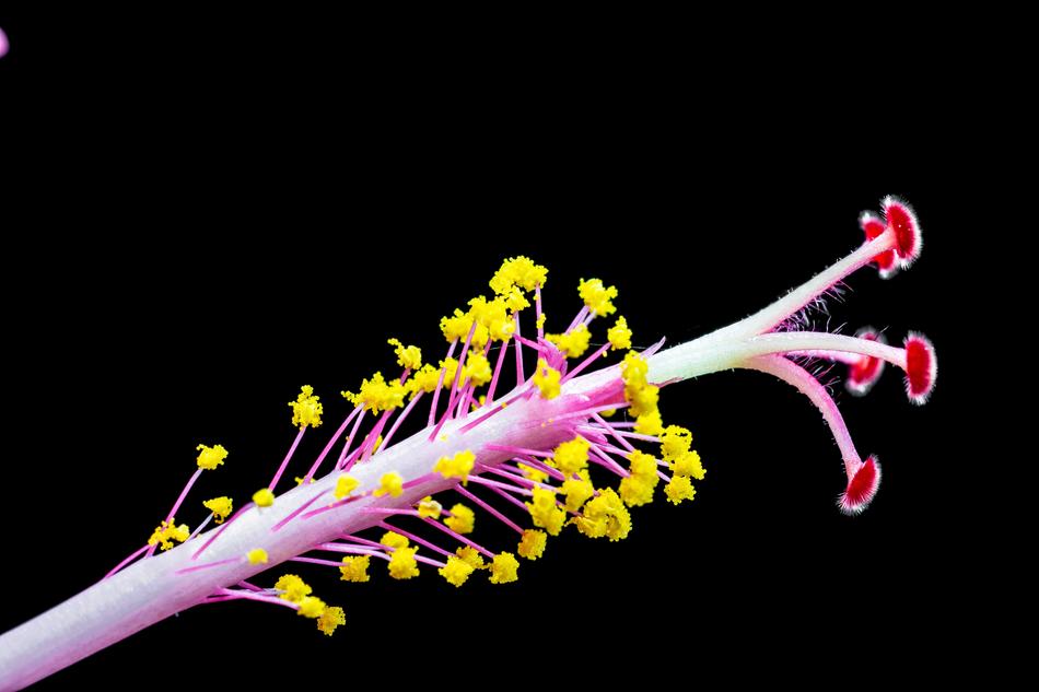 Hibiscus, detail of blossom, macro