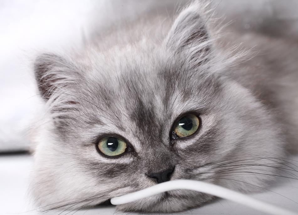 Kitten Janjira Eye