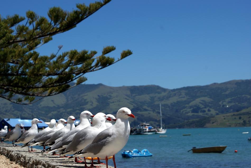 Gulls by the Sea