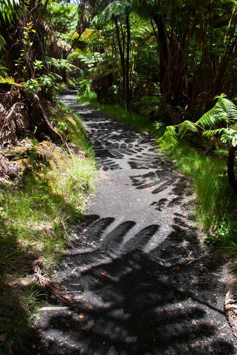 Trail Shadow Hiking