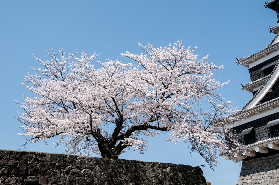 cherry blossoms near the japanese castle