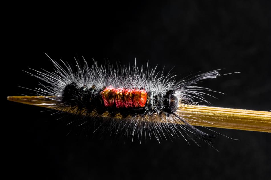 Caterpillar Hairy Prickly Close