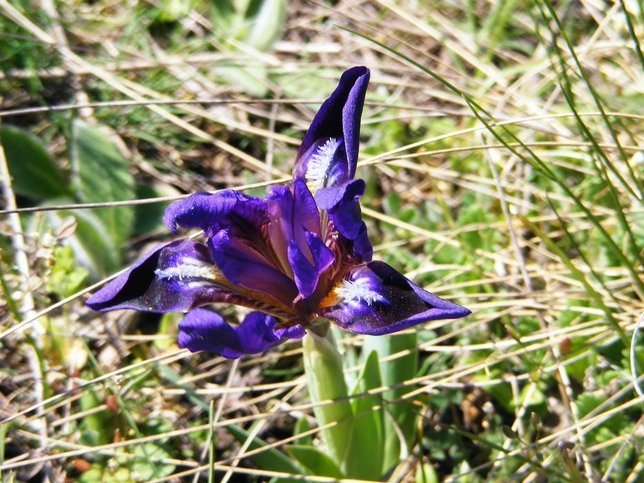 purple Iris Wild Pseudarocus