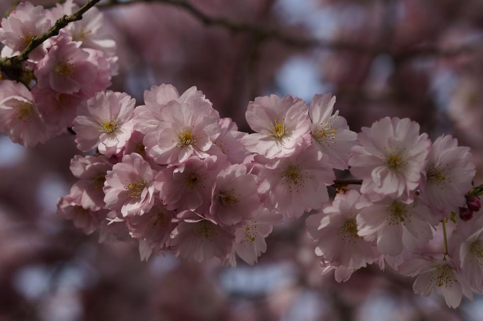 Close-up of the beautiful, blossomingming, purple and white cherry flowers on the tree