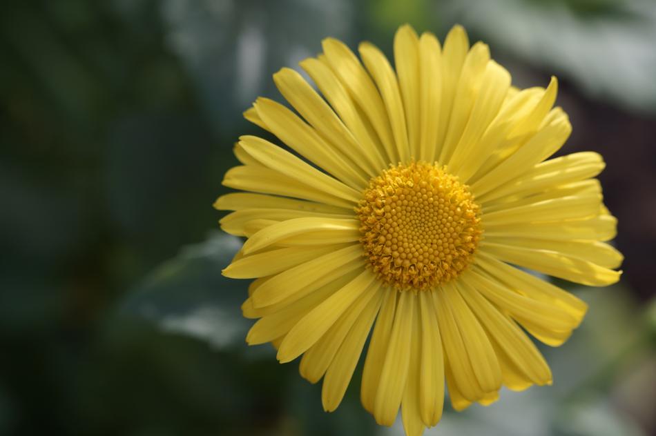nice Yellow Blossom