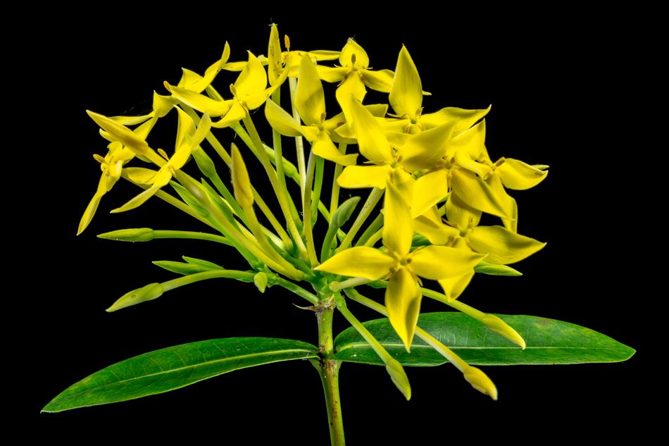 yellow flower with green leaves on black background