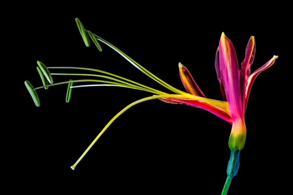 color Blossom black background