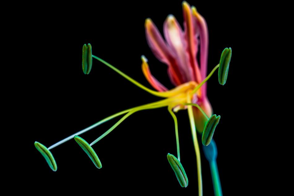 colorful flower with unusual petals on a black background