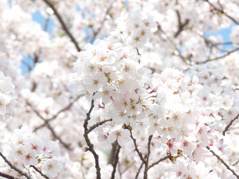 Spring Cherry Blossom