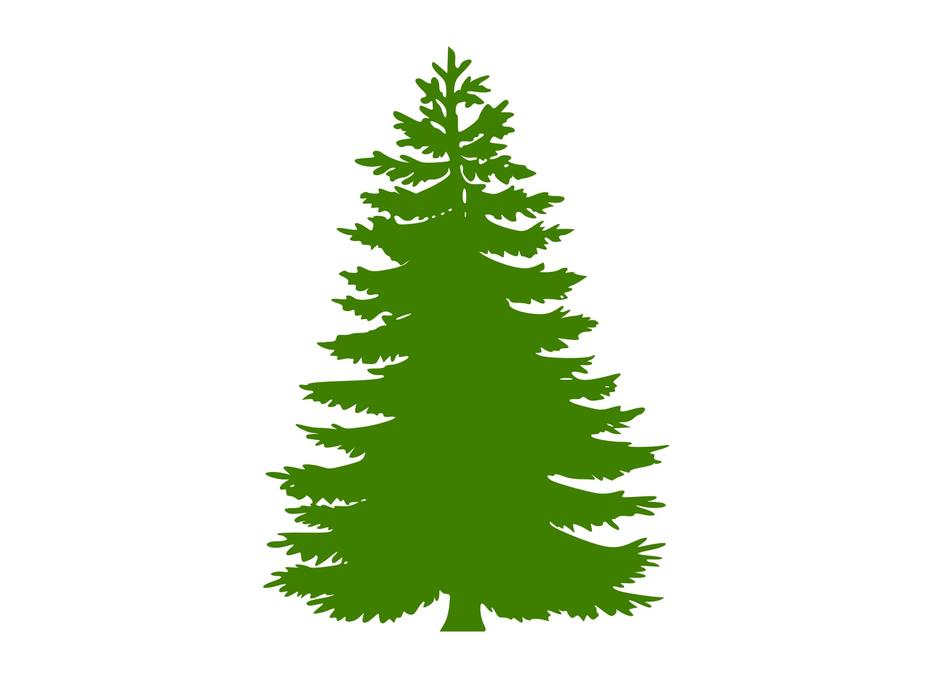 tree conifer huge christmas