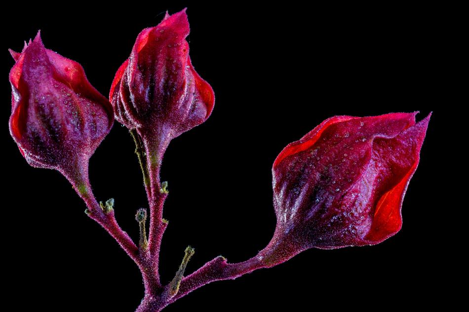 Flower Red purple