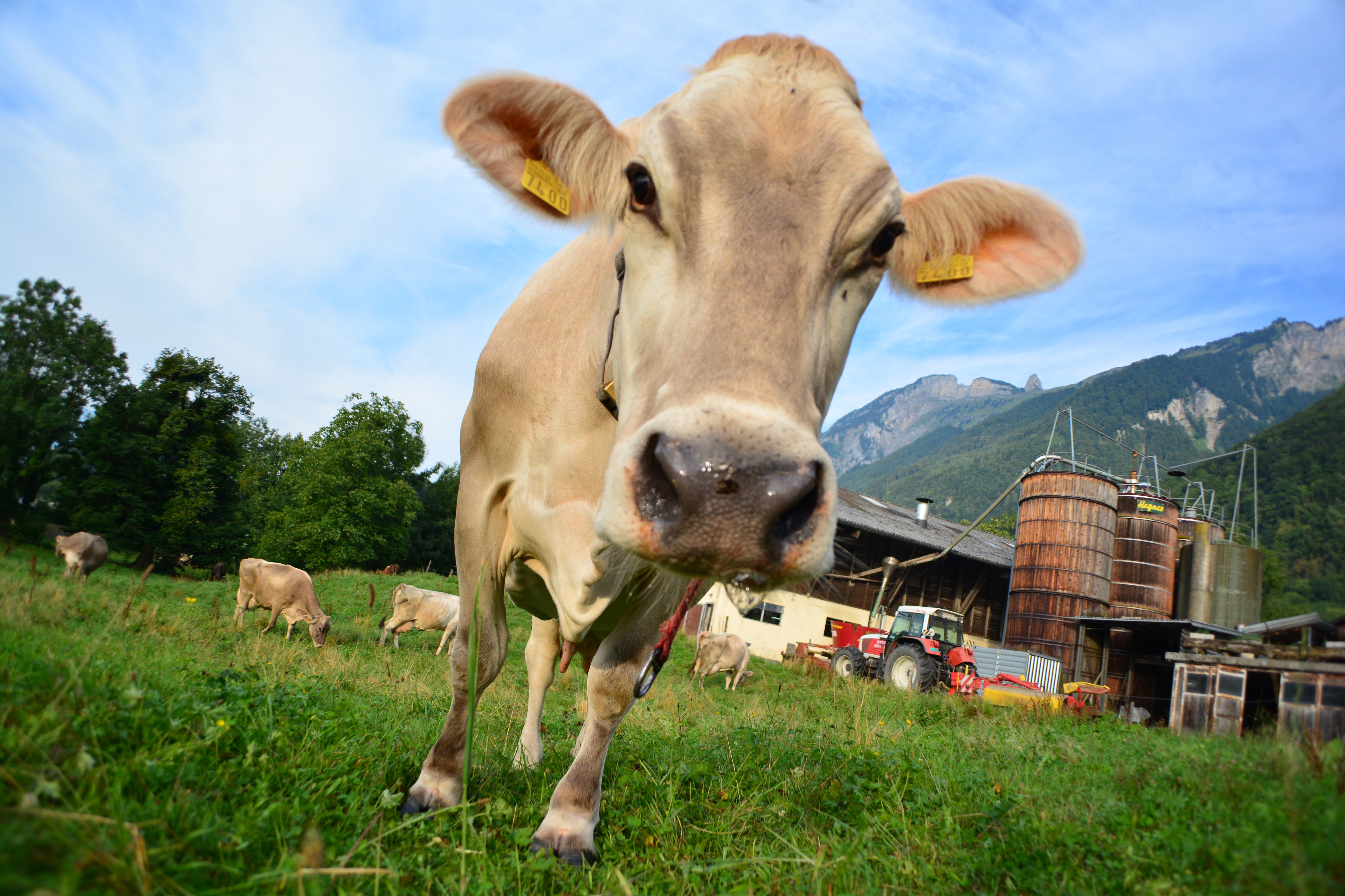 Фото коровы широкоугольником