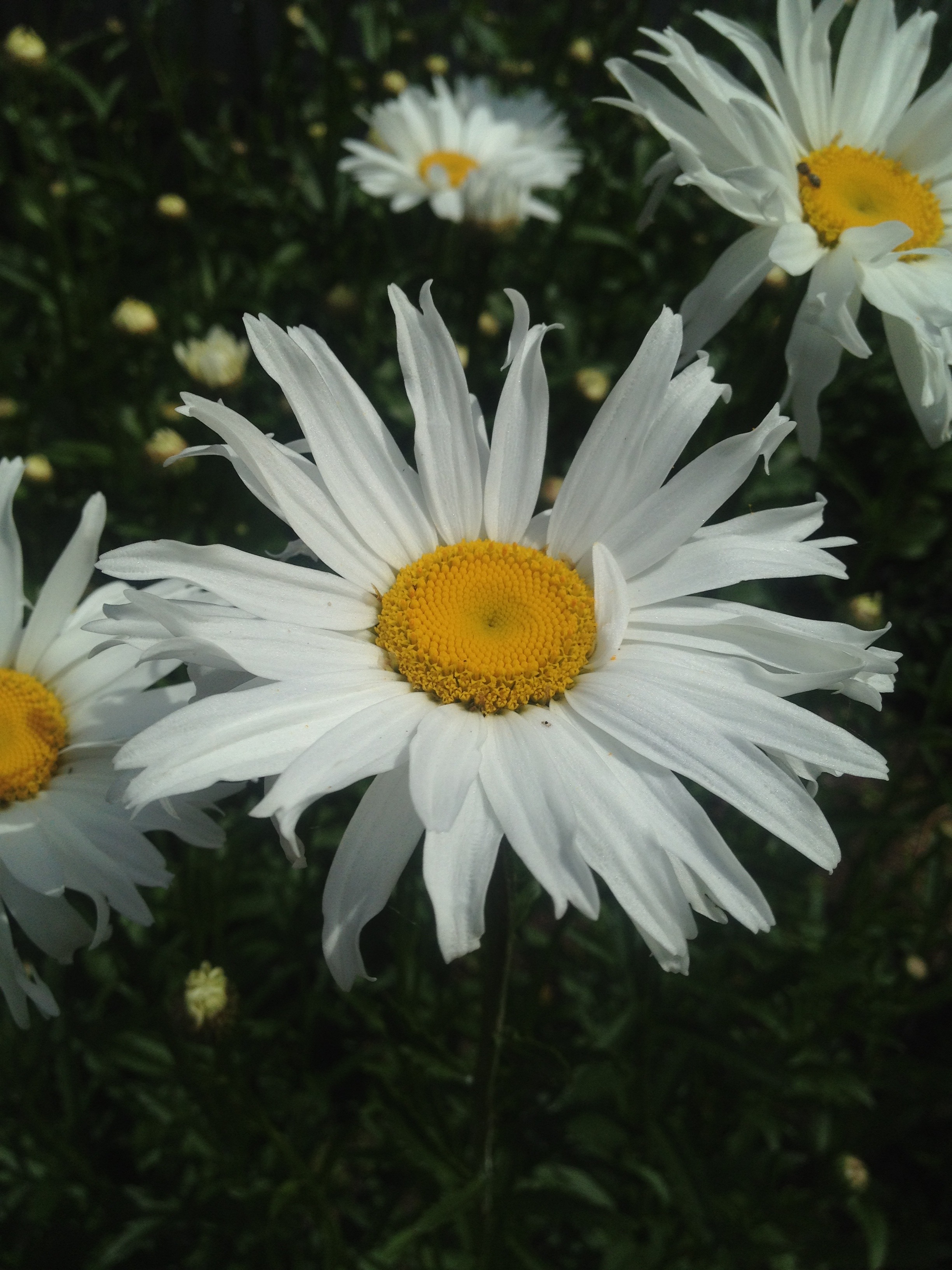 Daisy Flowers at Springtime free image download