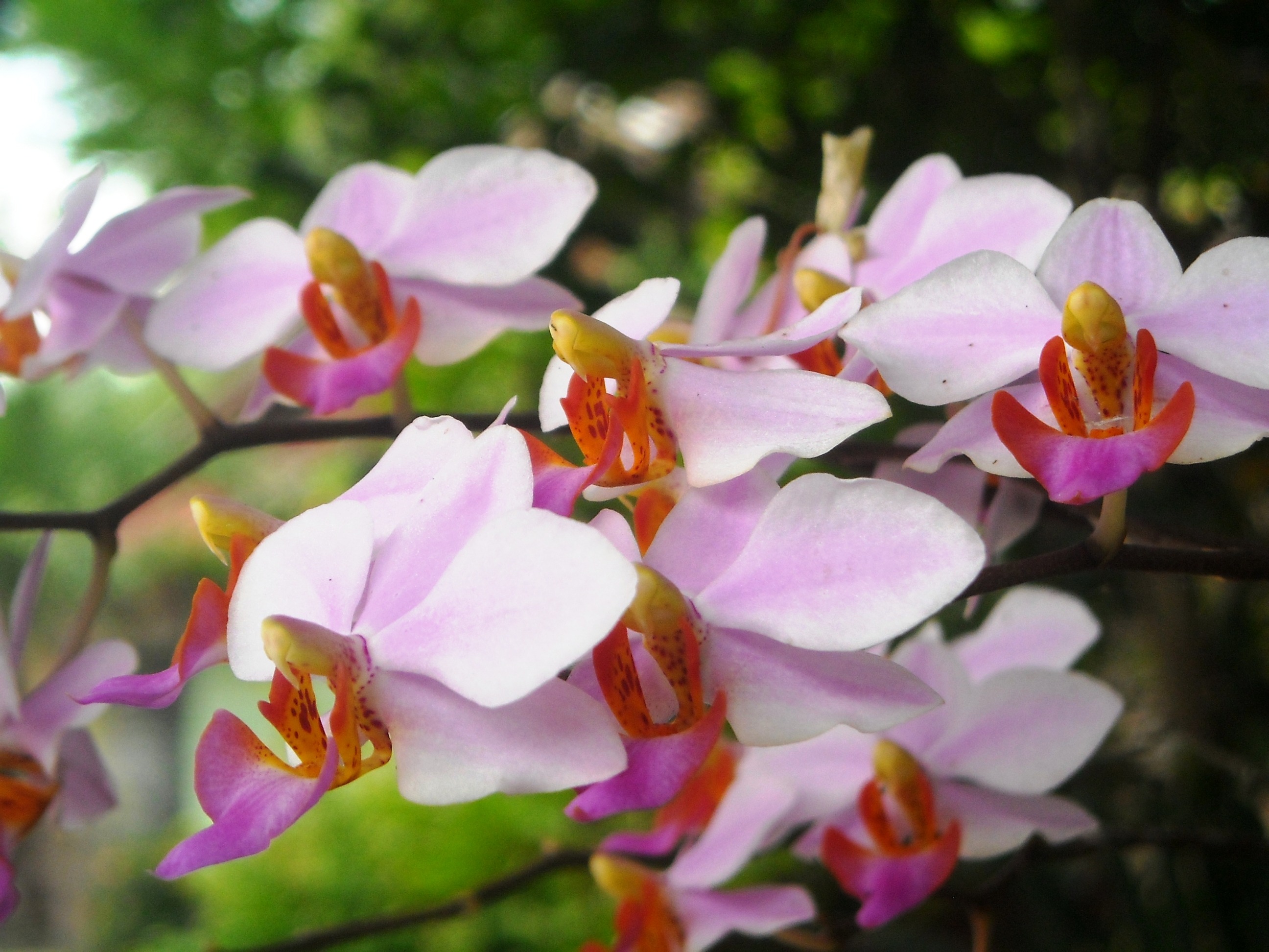 Дикие Орхидеи