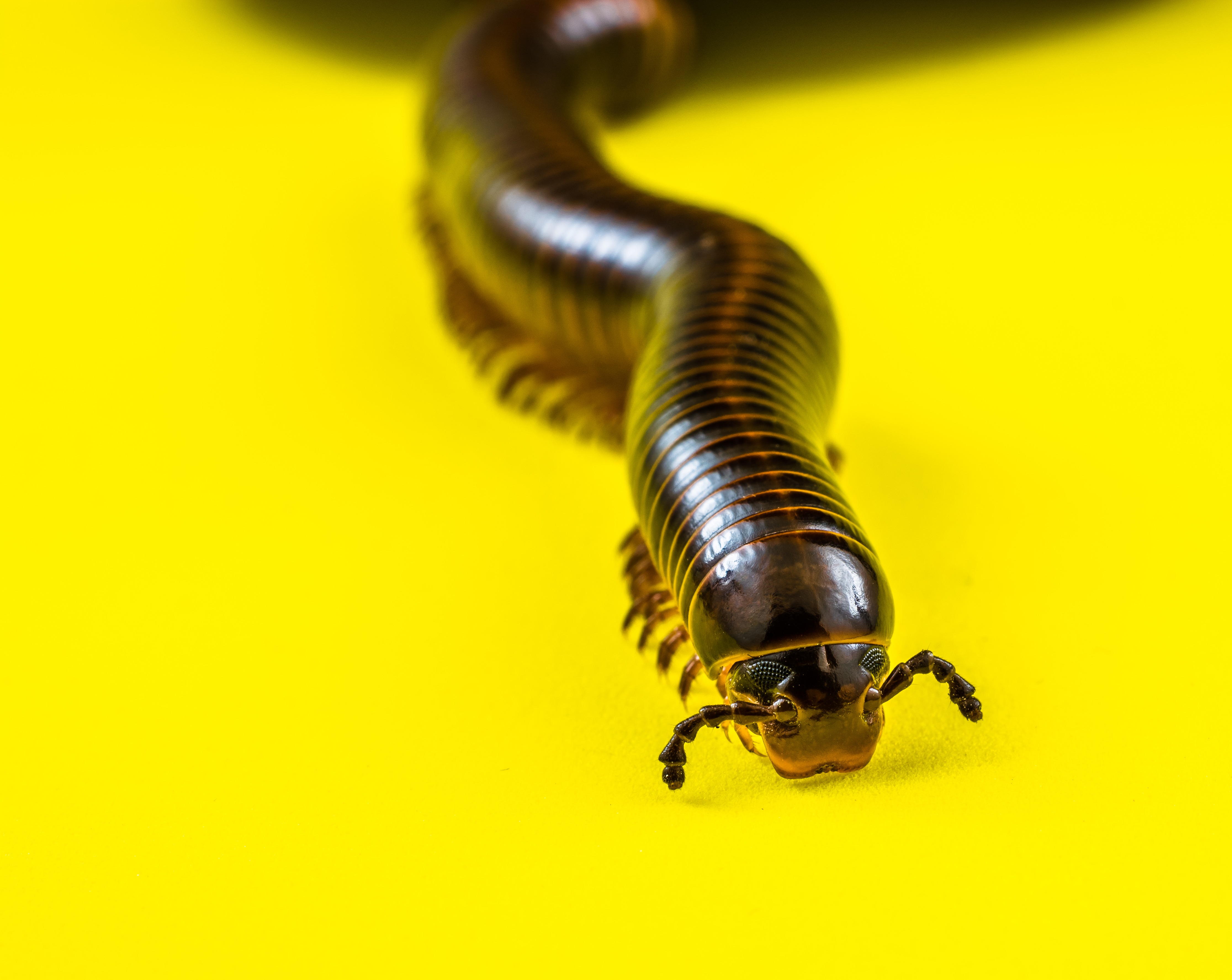 Arthropod Millipedes Giant free image download