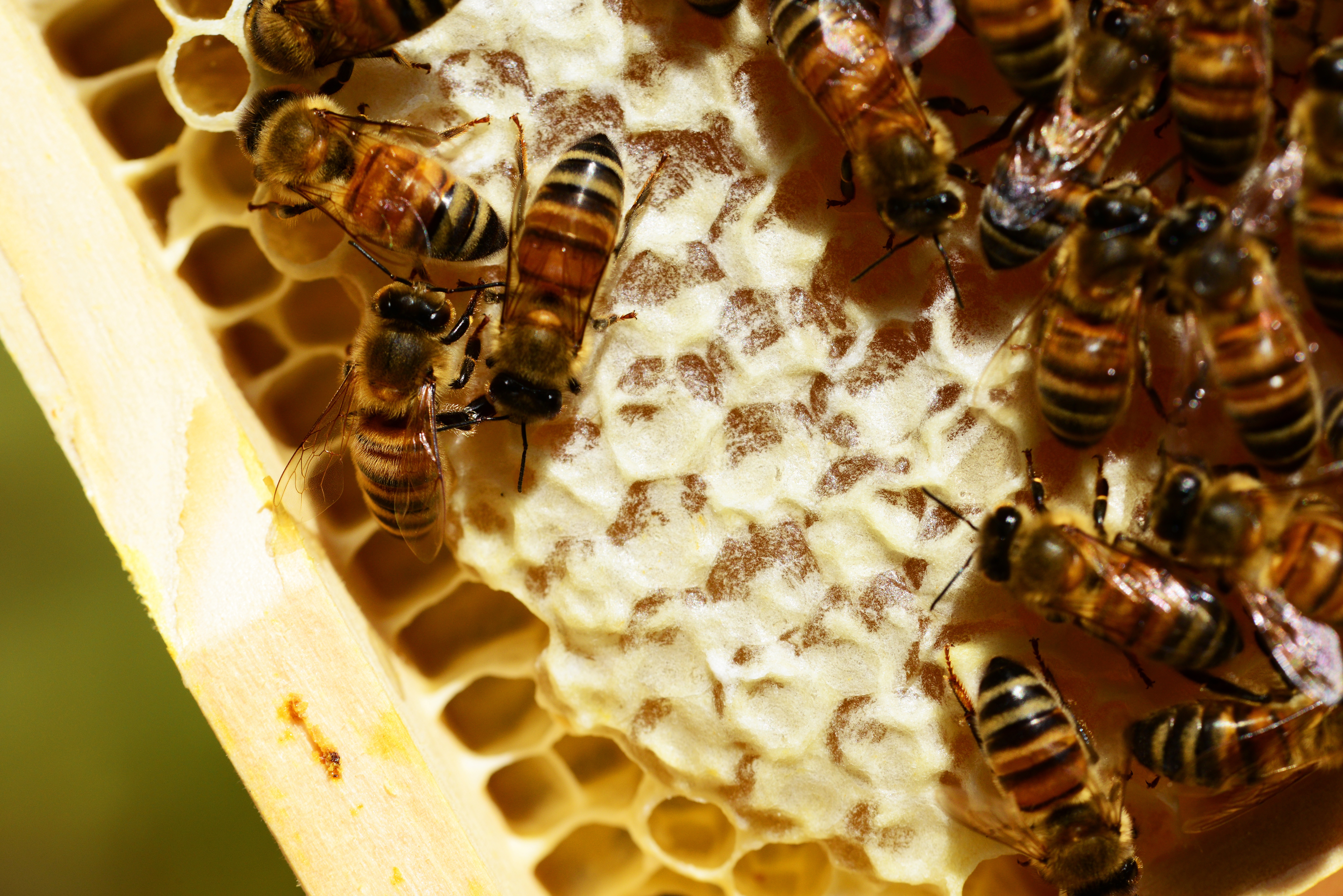 Пчелы получают мед. Пчелы и мед. Соты пчел. Пчелиный мёд. Пчела на сотах.