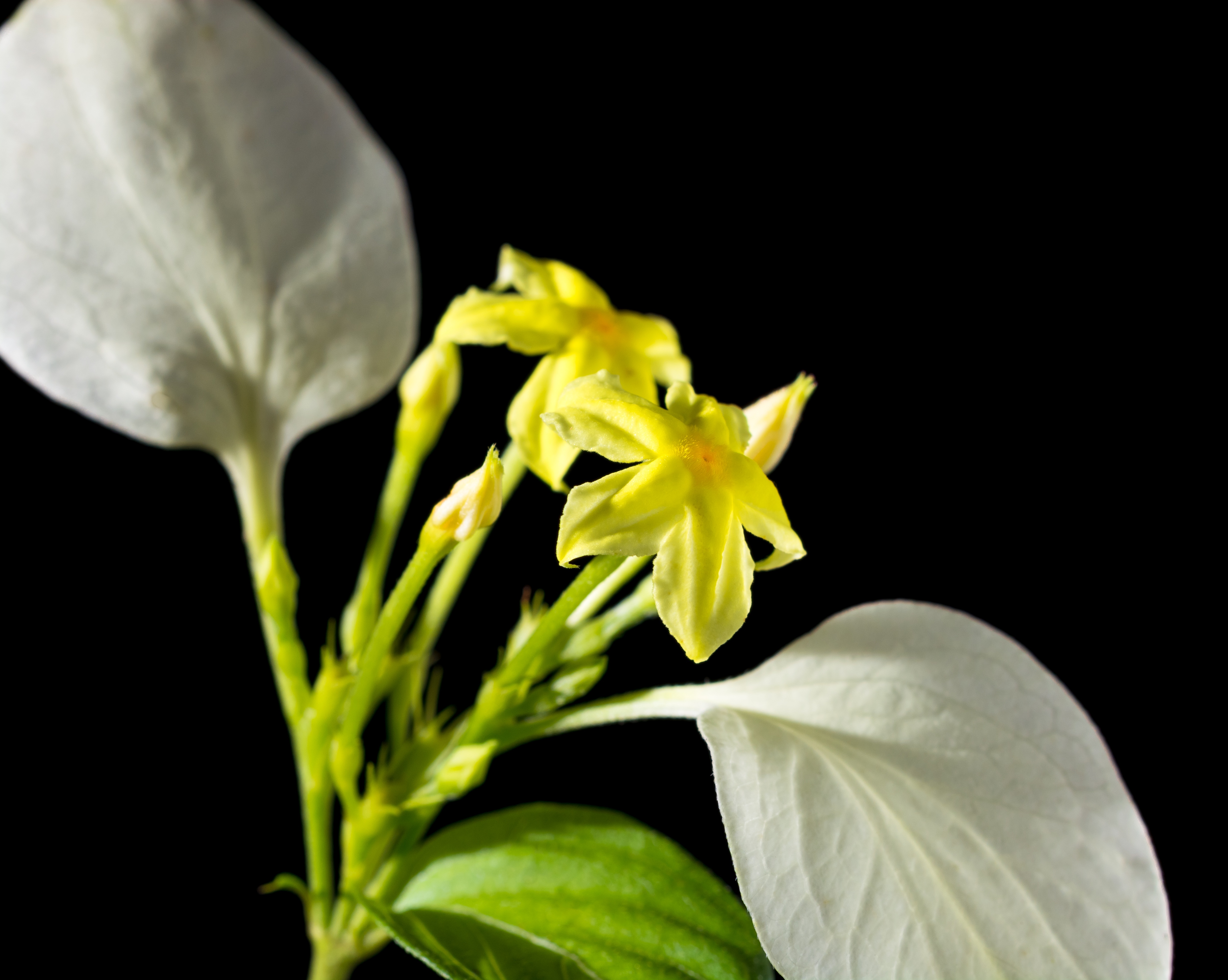 Какой цветок бело желтый цвет. Белоснежно желтый цветок ц. Yellow Flower Blooming Stages.