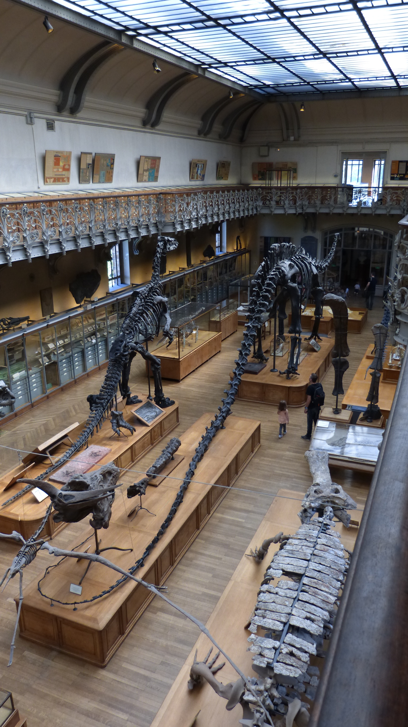 Paris Museum Dinosaur free image download