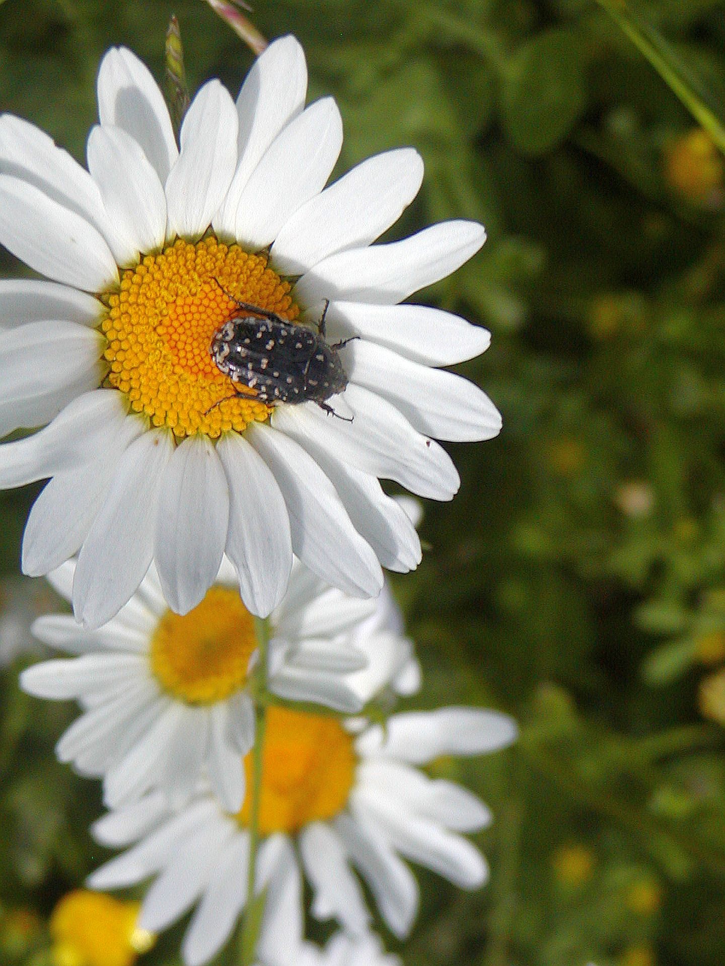 Daisy Detail Spring free image download