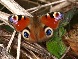 Peacock Butterfly Wing