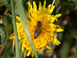 Bee Honey Flower yellow