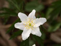 Wood Anemone Flower white