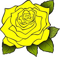 drawing isolated of yellow rose