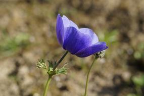 Anemone, blue Flower