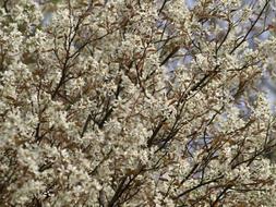 Close-up of the beautiful currant tree, with the white and yellow flowers, in spring