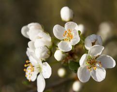 macro photo of white Blossom Bloom
