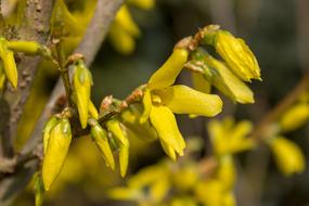 Forsythia Blossom yellow