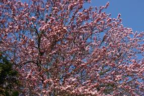 Cherry Tree Blossom pink