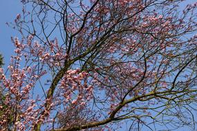 Japanese Cherry Blossom Flowers on tree