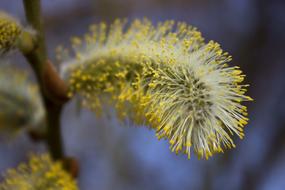 Close-up of the beautiful, green and yellow willow catkins on the branches, in the spring