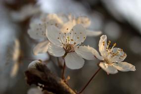 blooming white branch on blurred background