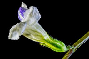 White and purple Small Wild Flower